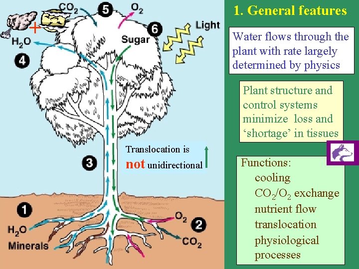 1. General features + Water flows through the plant with rate largely determined by