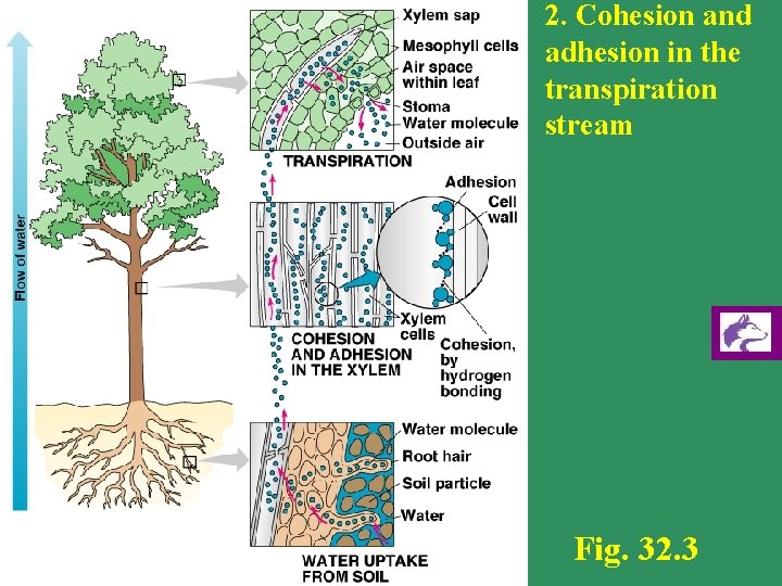 2. Cohesion and adhesion in the transpiration stream Fig. 32. 3 