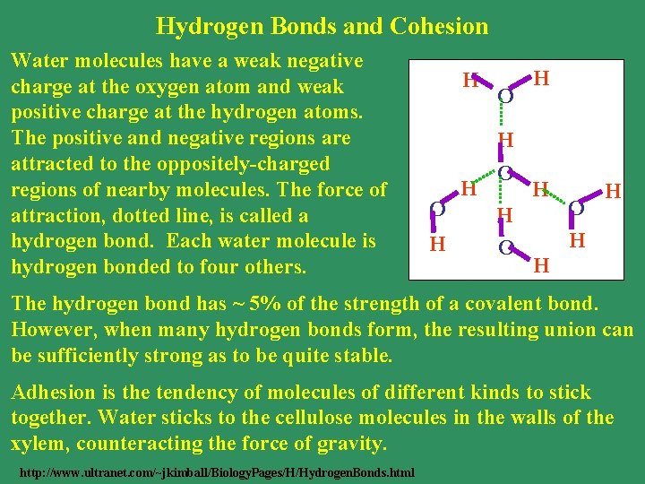 Hydrogen Bonds and Cohesion Water molecules have a weak negative charge at the oxygen