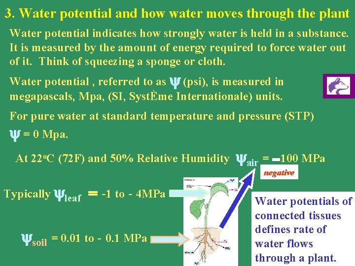 3. Water potential and how water moves through the plant Water potential indicates how