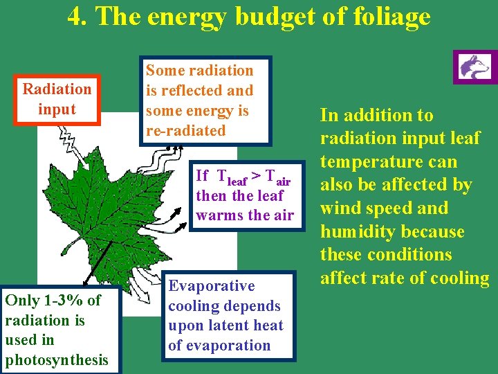 4. The energy budget of foliage Radiation input Some radiation is reflected and some