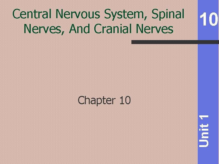 Central Nervous System, Spinal Nerves, And Cranial Nerves 10 Unit 1 Chapter 10 