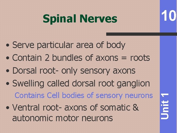 Spinal Nerves 10 Contains Cell bodies of sensory neurons • Ventral root- axons of