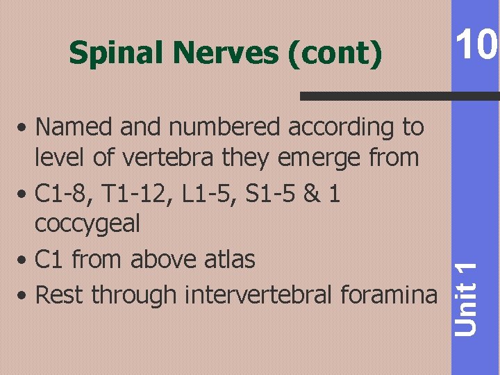  • Named and numbered according to level of vertebra they emerge from •