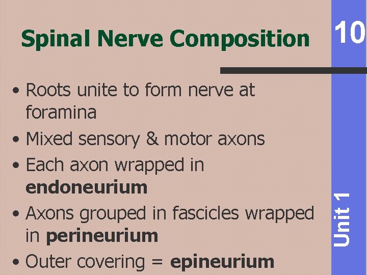  • Roots unite to form nerve at foramina • Mixed sensory & motor