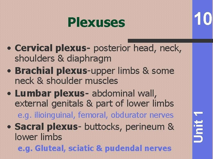 Plexuses 10 e. g. ilioinguinal, femoral, obdurator nerves • Sacral plexus- buttocks, perineum &