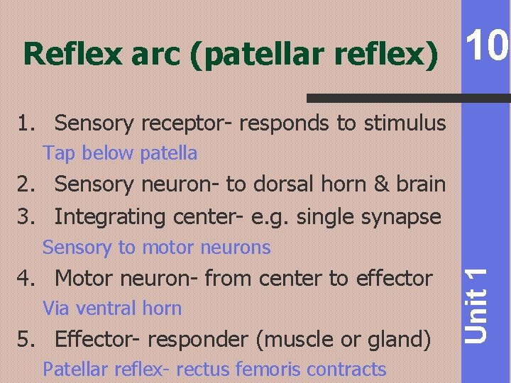 Reflex arc (patellar reflex) 10 1. Sensory receptor- responds to stimulus Tap below patella