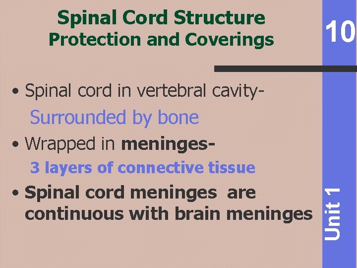 Spinal Cord Structure Protection and Coverings 10 • Spinal cord in vertebral cavity. Surrounded