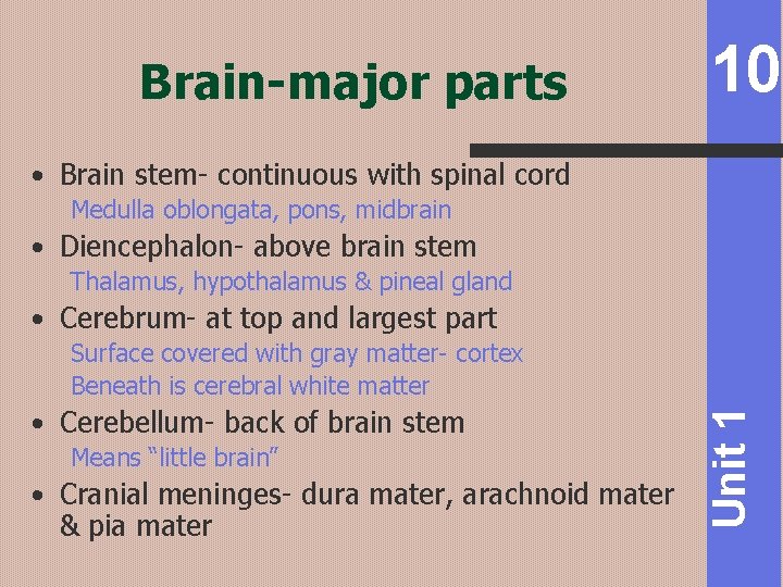 Brain-major parts 10 • Brain stem- continuous with spinal cord Medulla oblongata, pons, midbrain