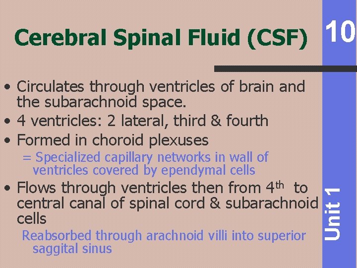 Cerebral Spinal Fluid (CSF) 10 • Circulates through ventricles of brain and the subarachnoid