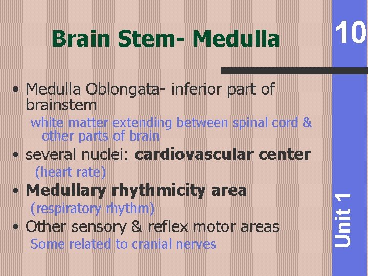 Brain Stem- Medulla 10 • Medulla Oblongata- inferior part of brainstem white matter extending