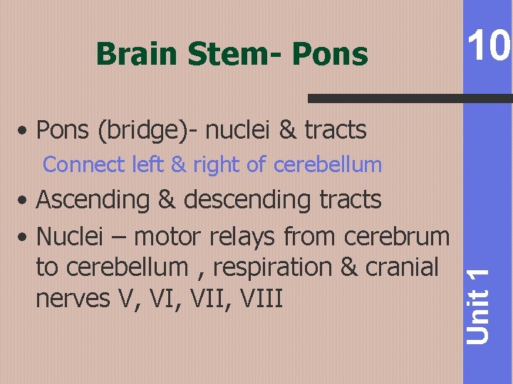 Brain Stem- Pons 10 • Pons (bridge)- nuclei & tracts • Ascending & descending