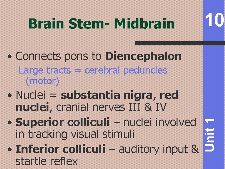 Brain Stem- Midbrain 10 • Connects pons to Diencephalon • Nuclei = substantia nigra,