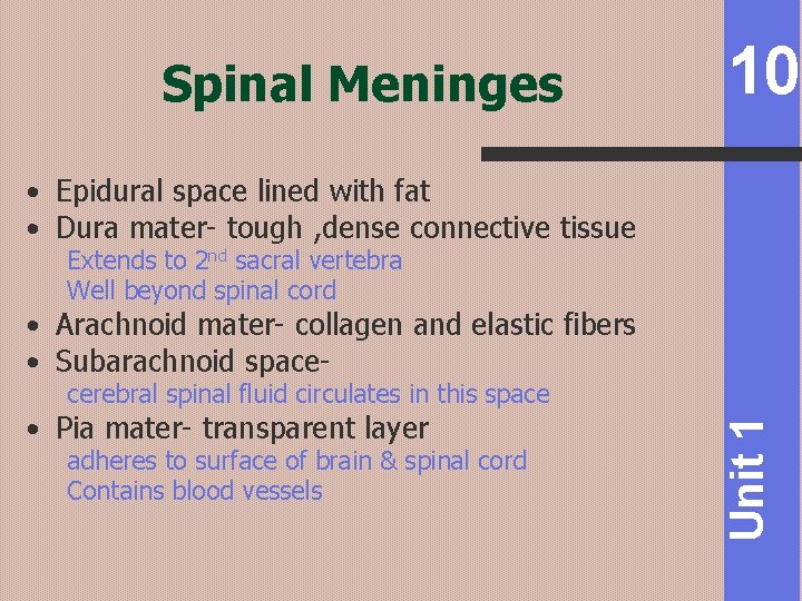Spinal Meninges 10 • Epidural space lined with fat • Dura mater- tough ,