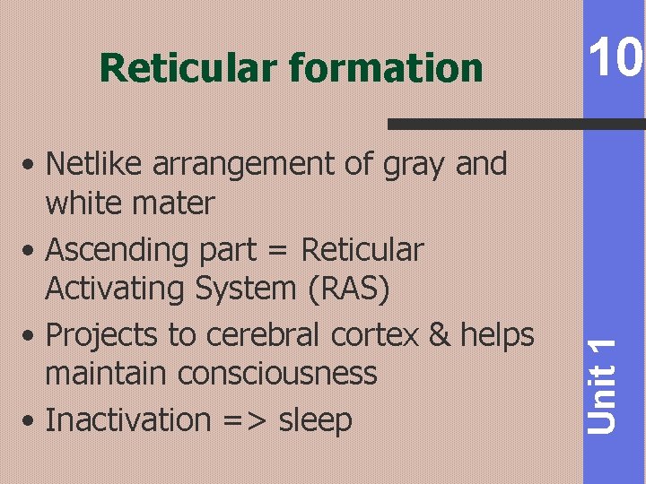  • Netlike arrangement of gray and white mater • Ascending part = Reticular