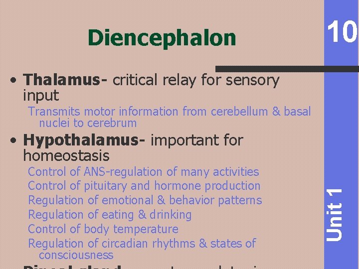 Diencephalon 10 • Thalamus- critical relay for sensory input Transmits motor information from cerebellum