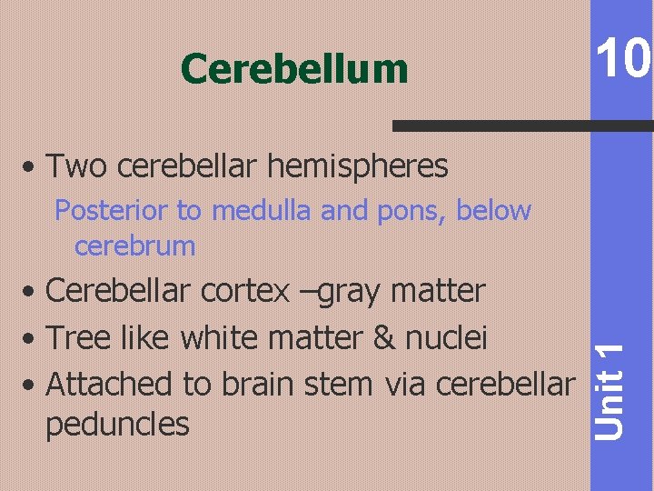 Cerebellum 10 • Two cerebellar hemispheres • Cerebellar cortex –gray matter • Tree like