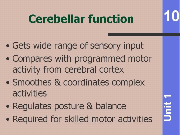  • Gets wide range of sensory input • Compares with programmed motor activity