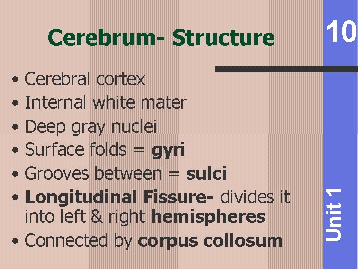  • Cerebral cortex • Internal white mater • Deep gray nuclei • Surface