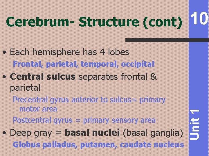 Cerebrum- Structure (cont) 10 • Each hemisphere has 4 lobes Frontal, parietal, temporal, occipital