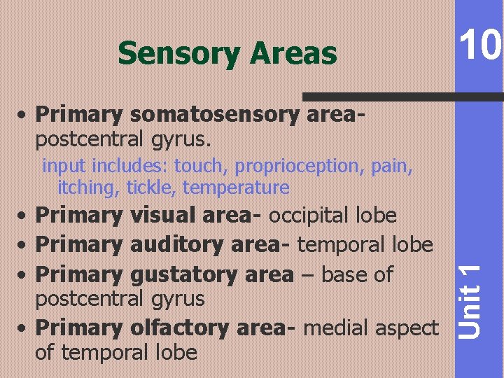 Sensory Areas 10 • Primary somatosensory areapostcentral gyrus. • Primary visual area- occipital lobe