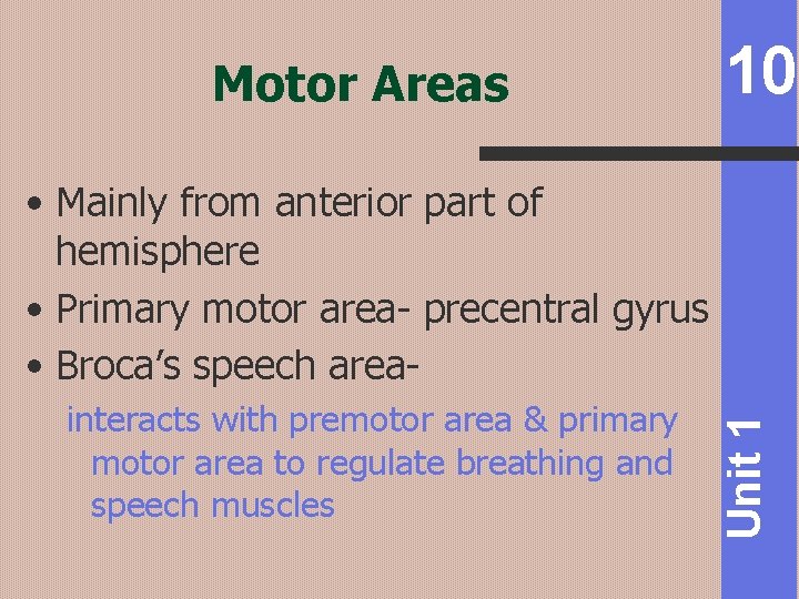 Motor Areas 10 interacts with premotor area & primary motor area to regulate breathing