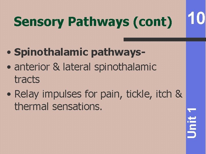  • Spinothalamic pathways • anterior & lateral spinothalamic tracts • Relay impulses for