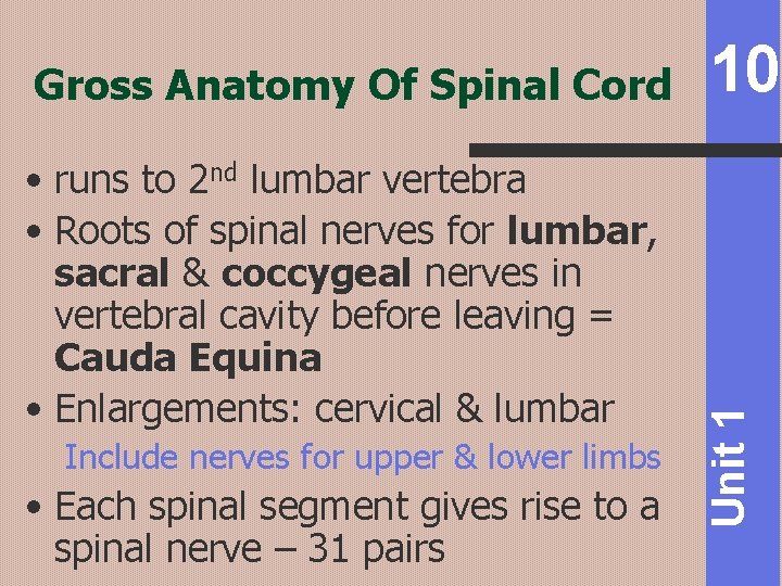  • runs to 2 nd lumbar vertebra • Roots of spinal nerves for