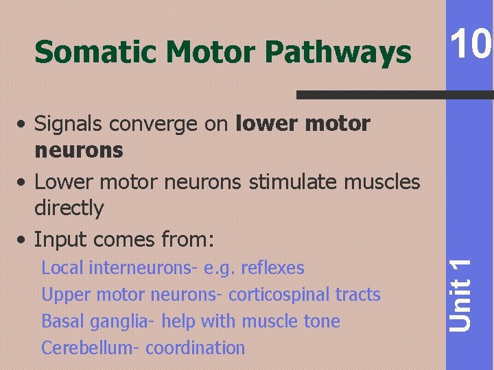 Somatic Motor Pathways 10 Local interneurons- e. g. reflexes Upper motor neurons- corticospinal tracts