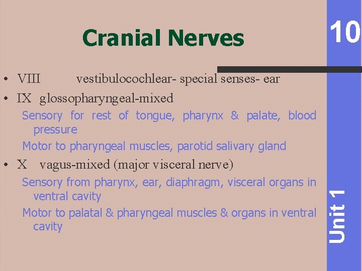 Cranial Nerves 10 • VIII vestibulocochlear- special senses- ear • IX glossopharyngeal-mixed Sensory for