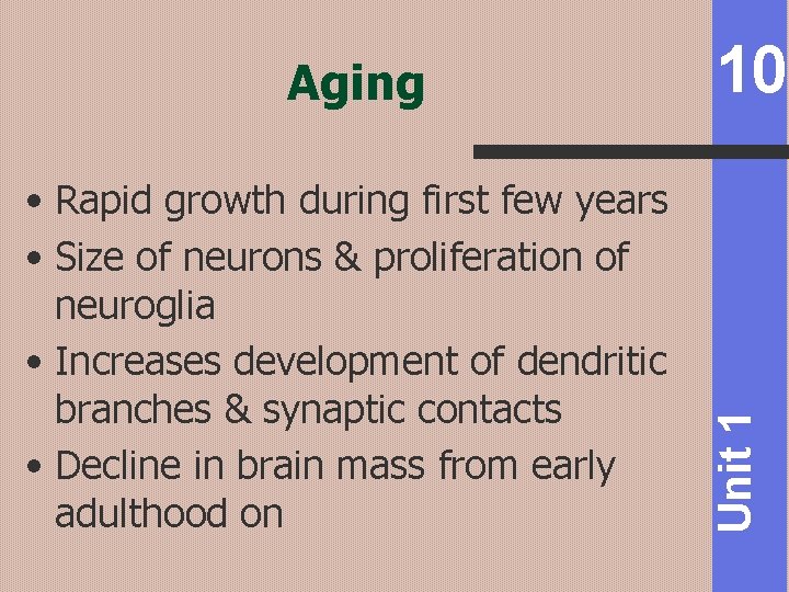  • Rapid growth during first few years • Size of neurons & proliferation