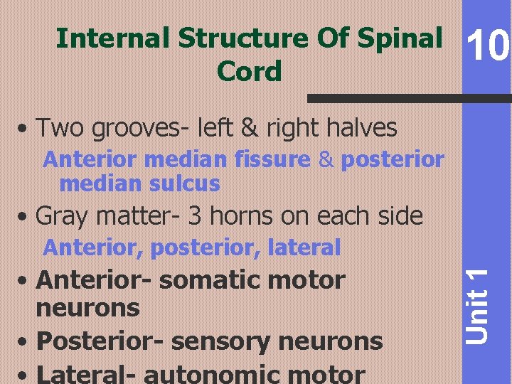 Internal Structure Of Spinal Cord 10 • Two grooves- left & right halves Anterior