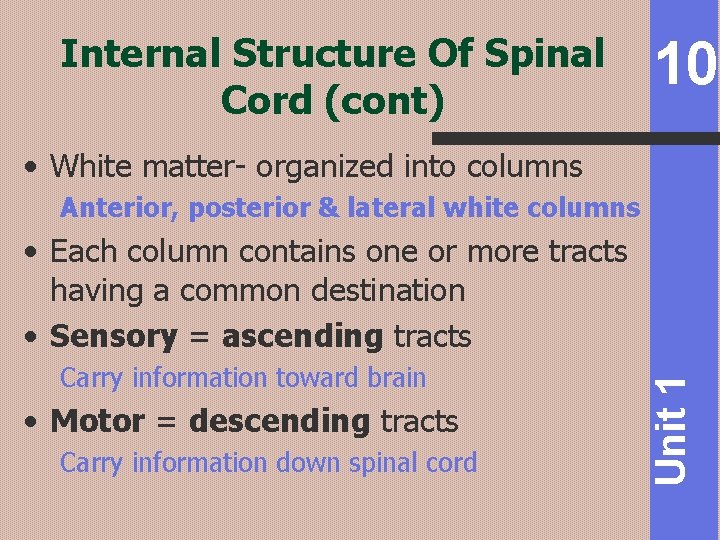 Internal Structure Of Spinal Cord (cont) 10 • White matter- organized into columns Anterior,