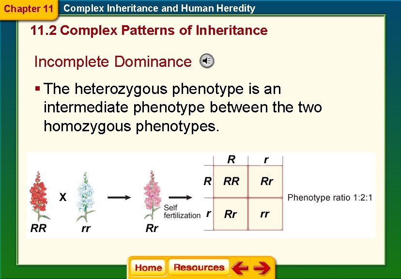 Chapter 11 Complex Inheritance and Human Heredity 11. 2 Complex Patterns of Inheritance Incomplete Chapter 11 Complex Inheritance and Human Heredity 11. 2 Complex Patterns of Inheritance Incomplete