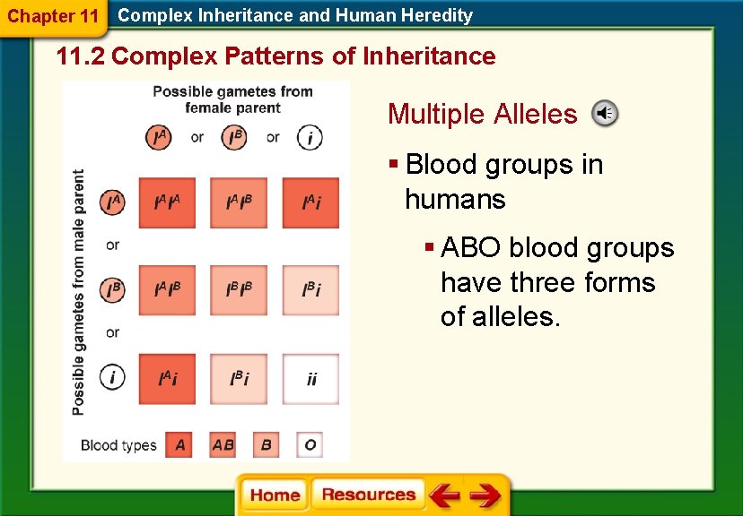 Chapter 11 Complex Inheritance and Human Heredity 11. 2 Complex Patterns of Inheritance Multiple Chapter 11 Complex Inheritance and Human Heredity 11. 2 Complex Patterns of Inheritance Multiple