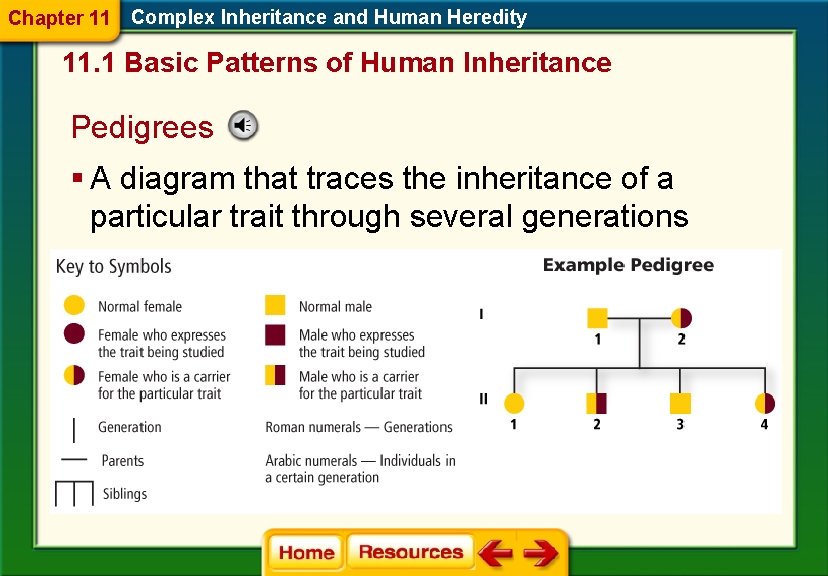 Chapter 11 Complex Inheritance and Human Heredity 11. 1 Basic Patterns of Human Inheritance Chapter 11 Complex Inheritance and Human Heredity 11. 1 Basic Patterns of Human Inheritance