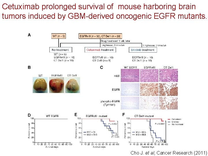 Cetuximab prolonged survival of mouse harboring brain tumors induced by GBM-derived oncogenic EGFR mutants.