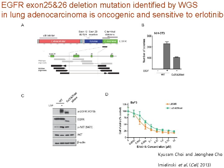 EGFR exon 25&26 deletion mutation identified by WGS in lung adenocarcinoma is oncogenic and