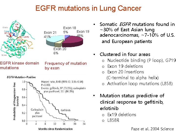 EGFR mutations in Lung Cancer Exon 21 41% Exon 18 Exon 19 5% 48%