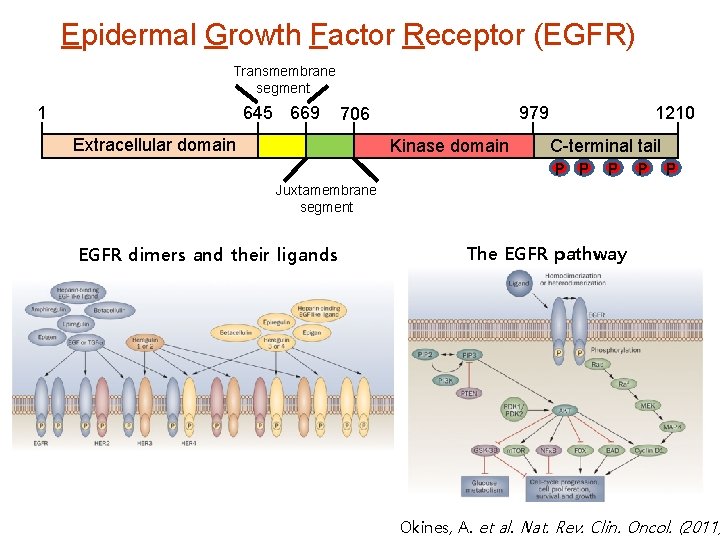 Epidermal Growth Factor Receptor (EGFR) Transmembrane segment 1 645 669 979 706 Extracellular domain