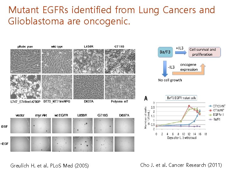 Mutant EGFRs identified from Lung Cancers and Glioblastoma are oncogenic. Greulich H. et al.