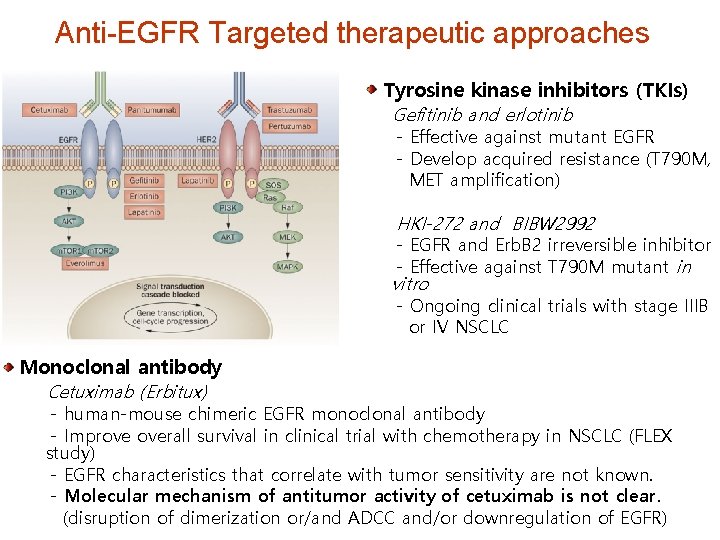 Anti-EGFR Targeted therapeutic approaches Tyrosine kinase inhibitors (TKIs) Gefitinib and erlotinib - Effective against