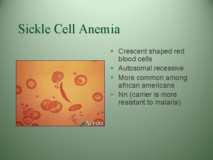 Sickle Cell Anemia § Crescent shaped red blood cells § Autosomal recessive § More