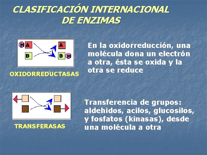 CLASIFICACIÓN INTERNACIONAL DE ENZIMAS OXIDORREDUCTASAS TRANSFERASAS En la oxidorreducción, una molécula dona un electrón