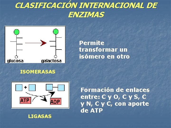 CLASIFICACIÓN INTERNACIONAL DE ENZIMAS Permite transformar un isómero en otro ISOMERASAS LIGASAS Formación de