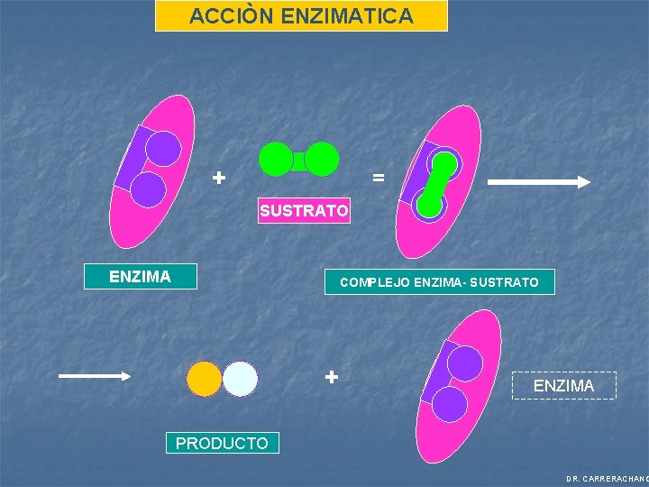 ACCIÒN ENZIMATICA + = SUSTRATO ENZIMA COMPLEJO ENZIMA- SUSTRATO + ENZIMA PRODUCTO DR. CARRERACHANG