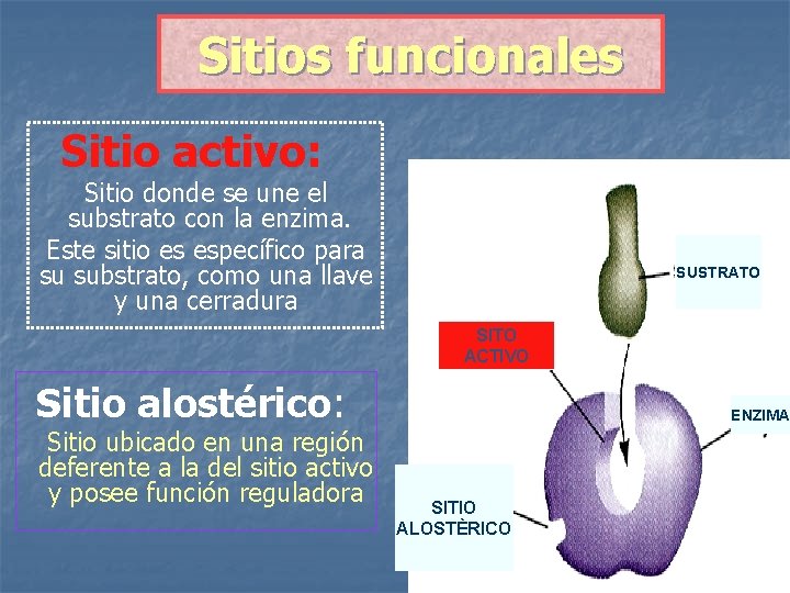 Sitios funcionales Sitio activo: Sitio donde se une el substrato con la enzima. Este