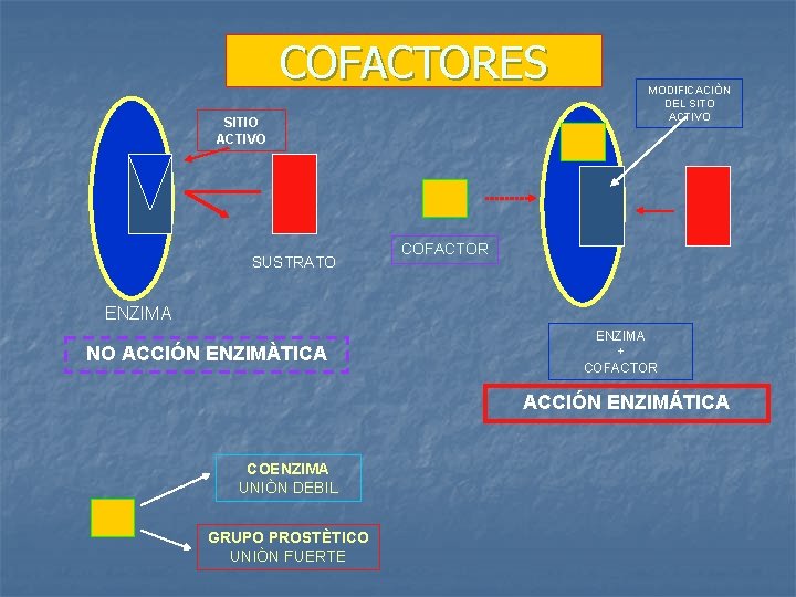COFACTORES SITIO ACTIVO SUSTRATO MODIFICACIÒN DEL SITO ACTIVO COFACTOR ENZIMA NO ACCIÓN ENZIMÀTICA ENZIMA