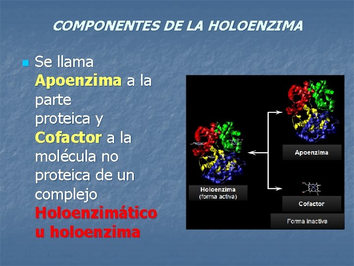 COMPONENTES DE LA HOLOENZIMA n Se llama Apoenzima a la parte proteica y Cofactor