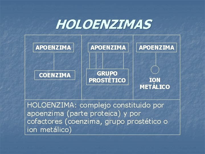 HOLOENZIMAS APOENZIMA COENZIMA GRUPO PROSTÉTICO APOENZIMA ION METÁLICO HOLOENZIMA: complejo constituido por apoenzima (parte